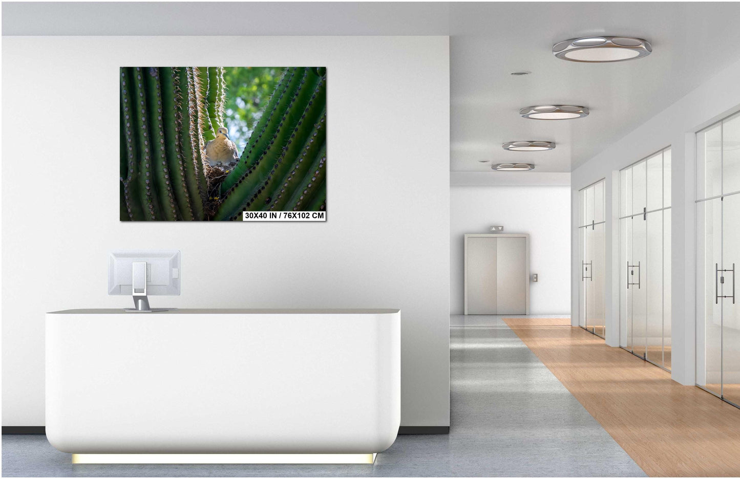 Mourning Dove in Saguaro Cactus Nest Arizona Desert Wildlife