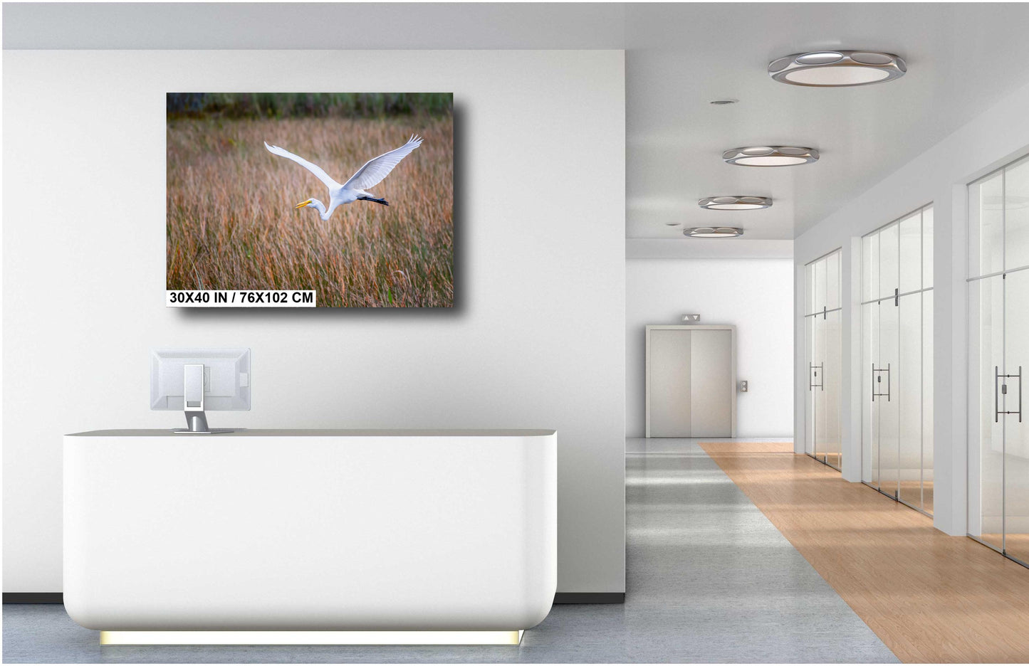 Everglades Egret In Flight: Great White Egret Everglades National Park Florida Print Wall Art Photography Aluminum/Acrylic/Metal/Canvas
