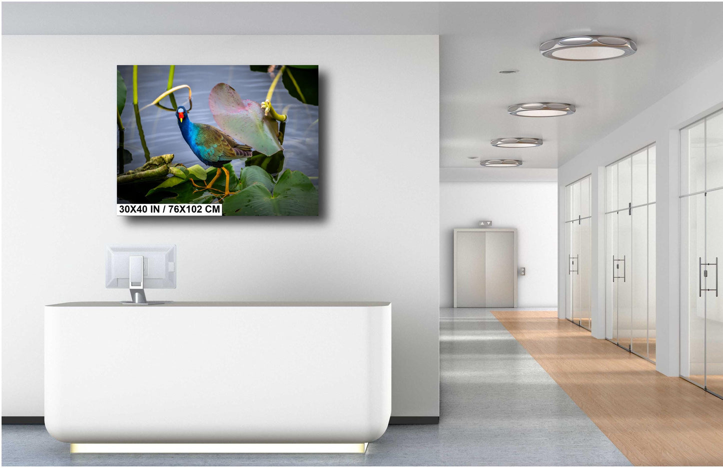 Everglades’ Purple Gallinule: The American Purple Gallinule Bird Florida Wall Art Photography Aluminum/Acrylic/Metal/Canvas