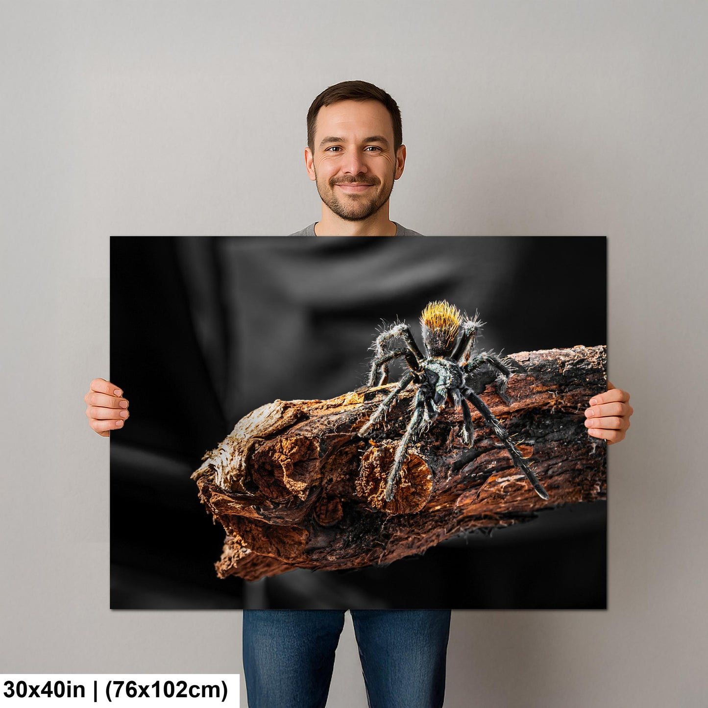 Arizona Blonde Tarantula on Desert Wood Southwest Wildlife Photography Print