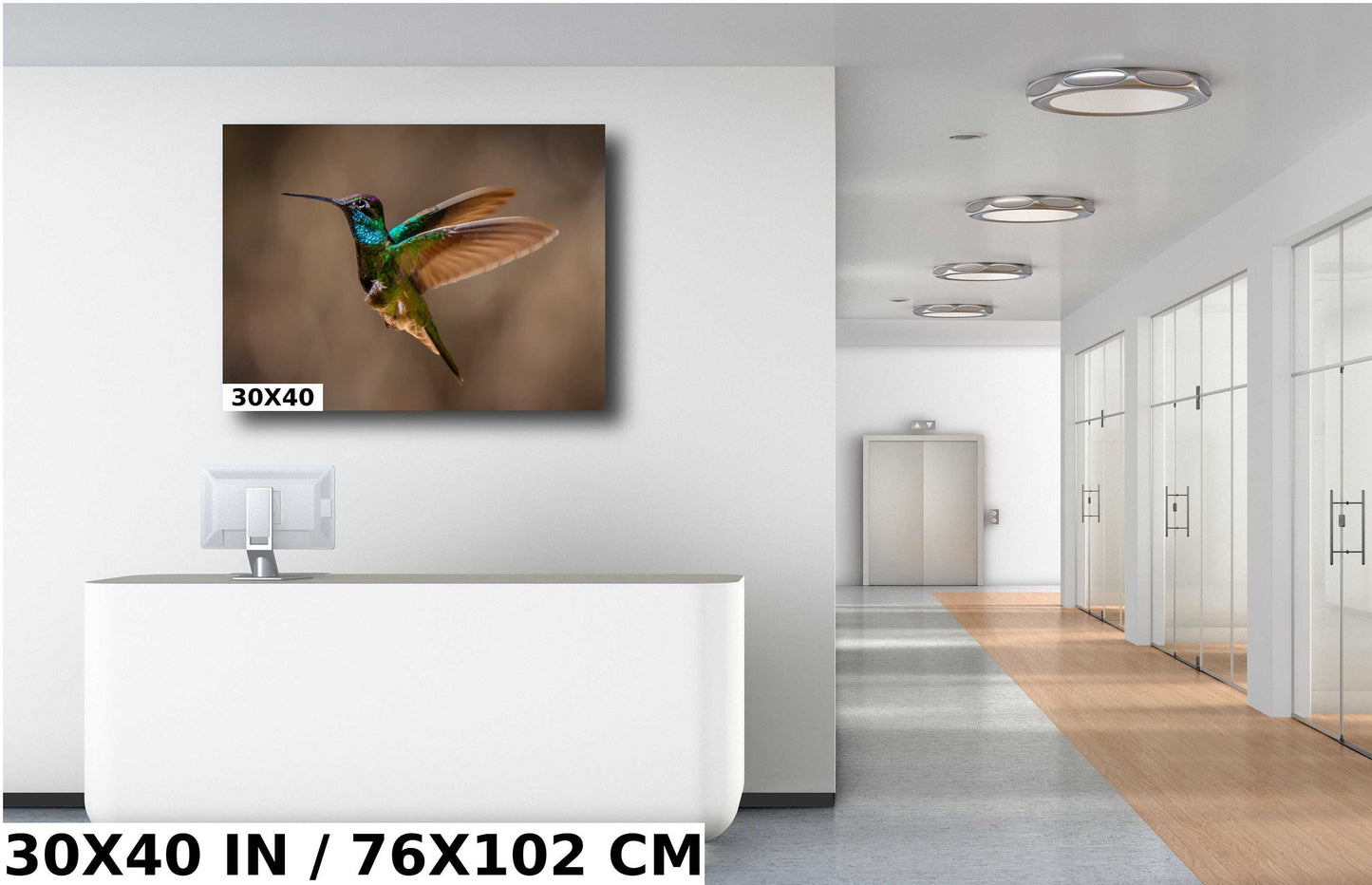 Rivoli's Regal Flight: Rivoli's Hummingbird Glorious Flight Wall Art Bird Photography Metal Canvas Print
