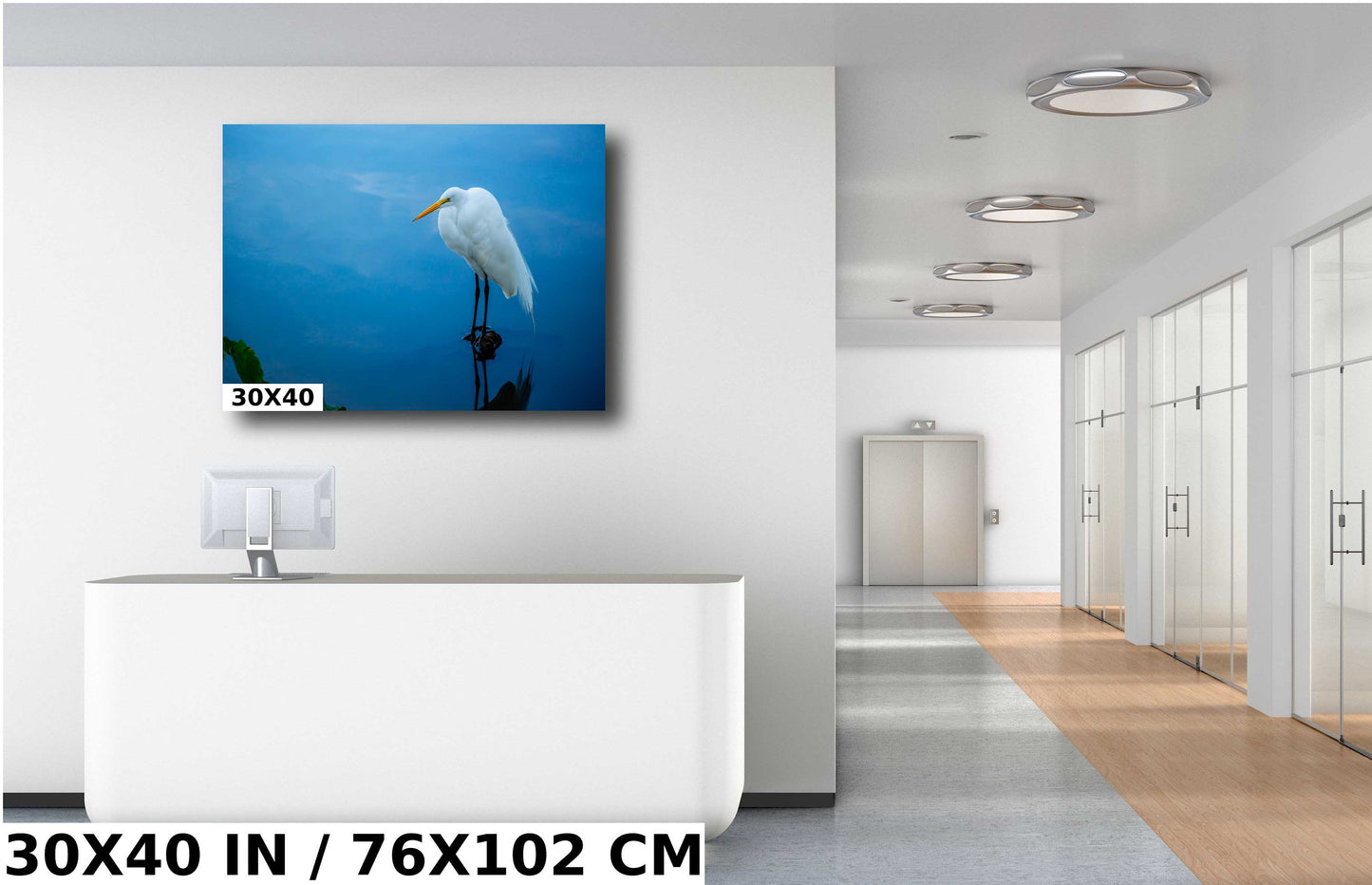 Pristine Plumage: The White Great Egret's Effortless Elegance Wall Art Metal Acrylic Print Bird Photography