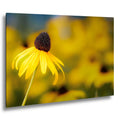Sunlit Petals: Black-Eyed Susans Yellow Floral Photography Wall Art