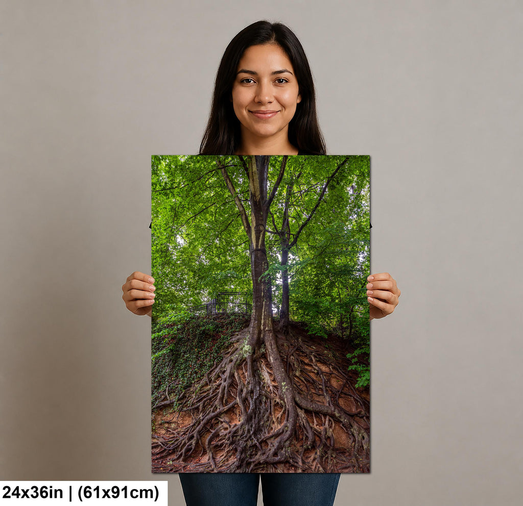 Rooted Giant: Medusa Tree Falls Park Greenville SC Nature Photo Wall Art