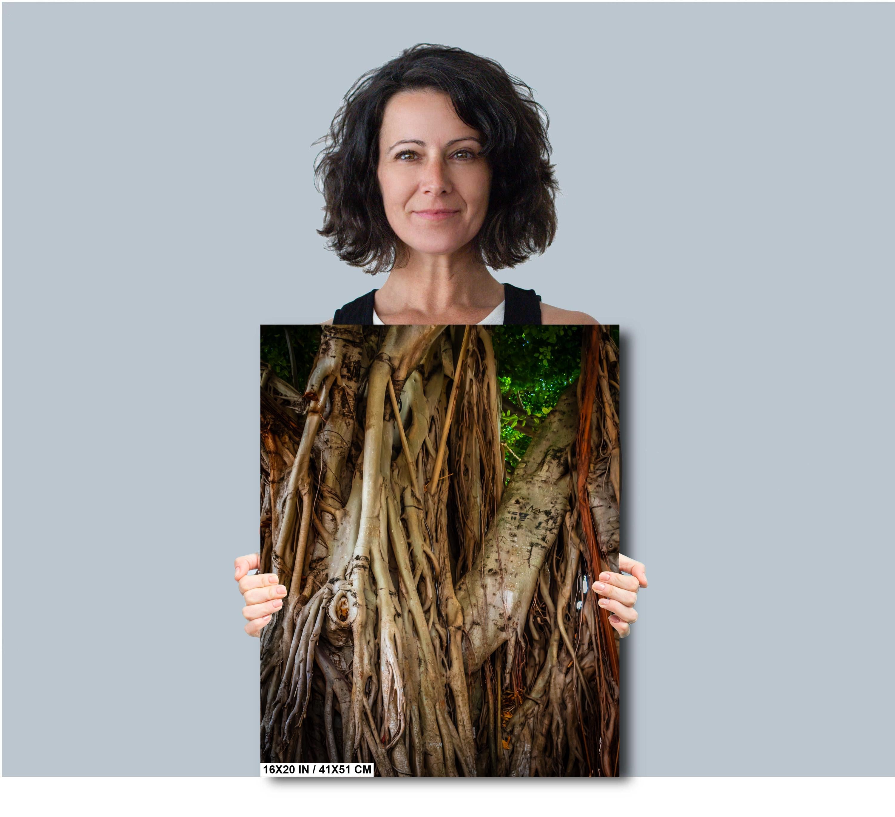 Miami Banyan Tree Closeup: A Tree Full of Life Bayside Florida Print Wall Art Nature Photography Aluminum/Acrylic/Metal/Canvas Home Decor