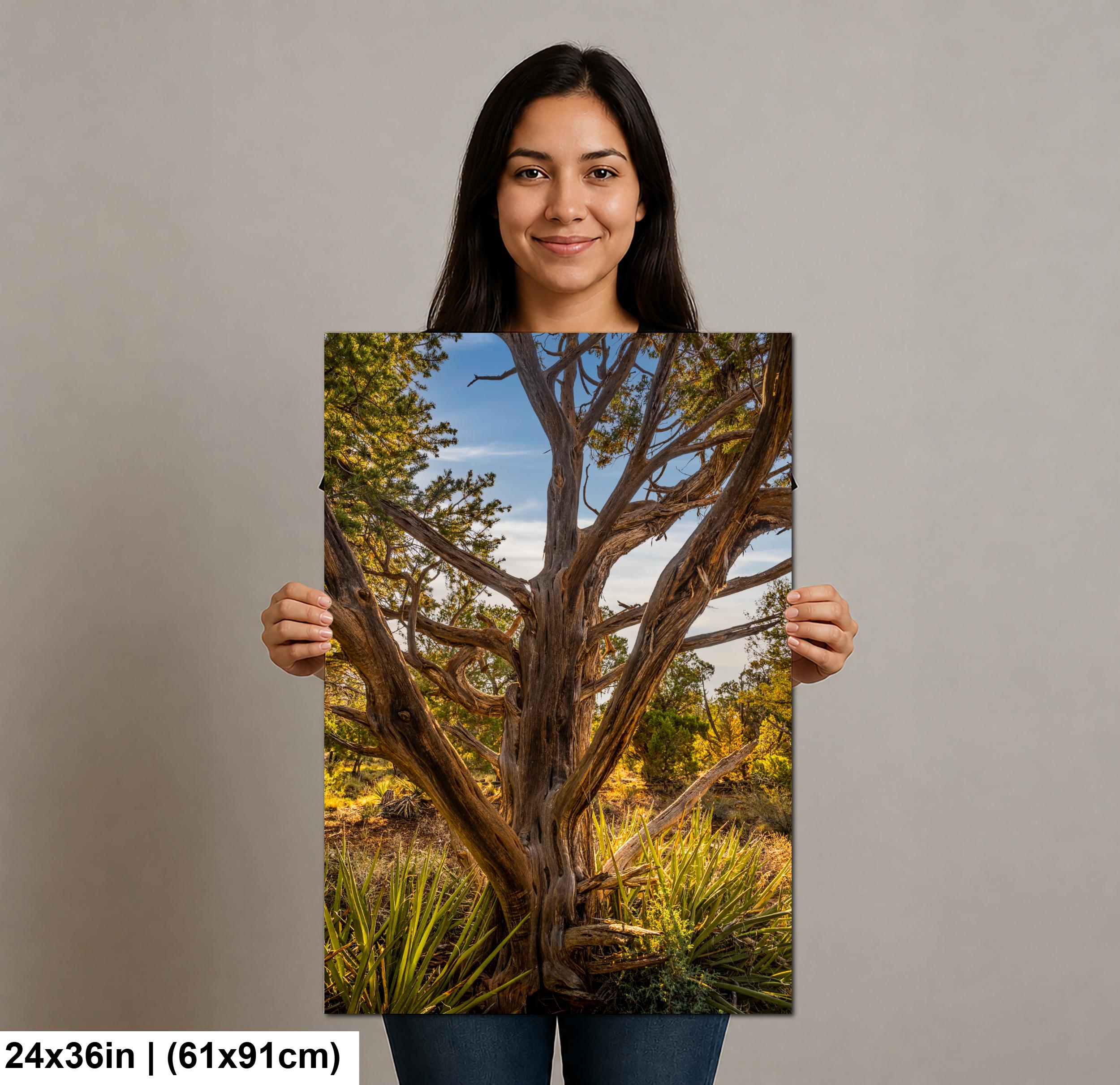 Ancient Juniper Tree in Mesa Verde National Park, Cortez Colorado Photography Print