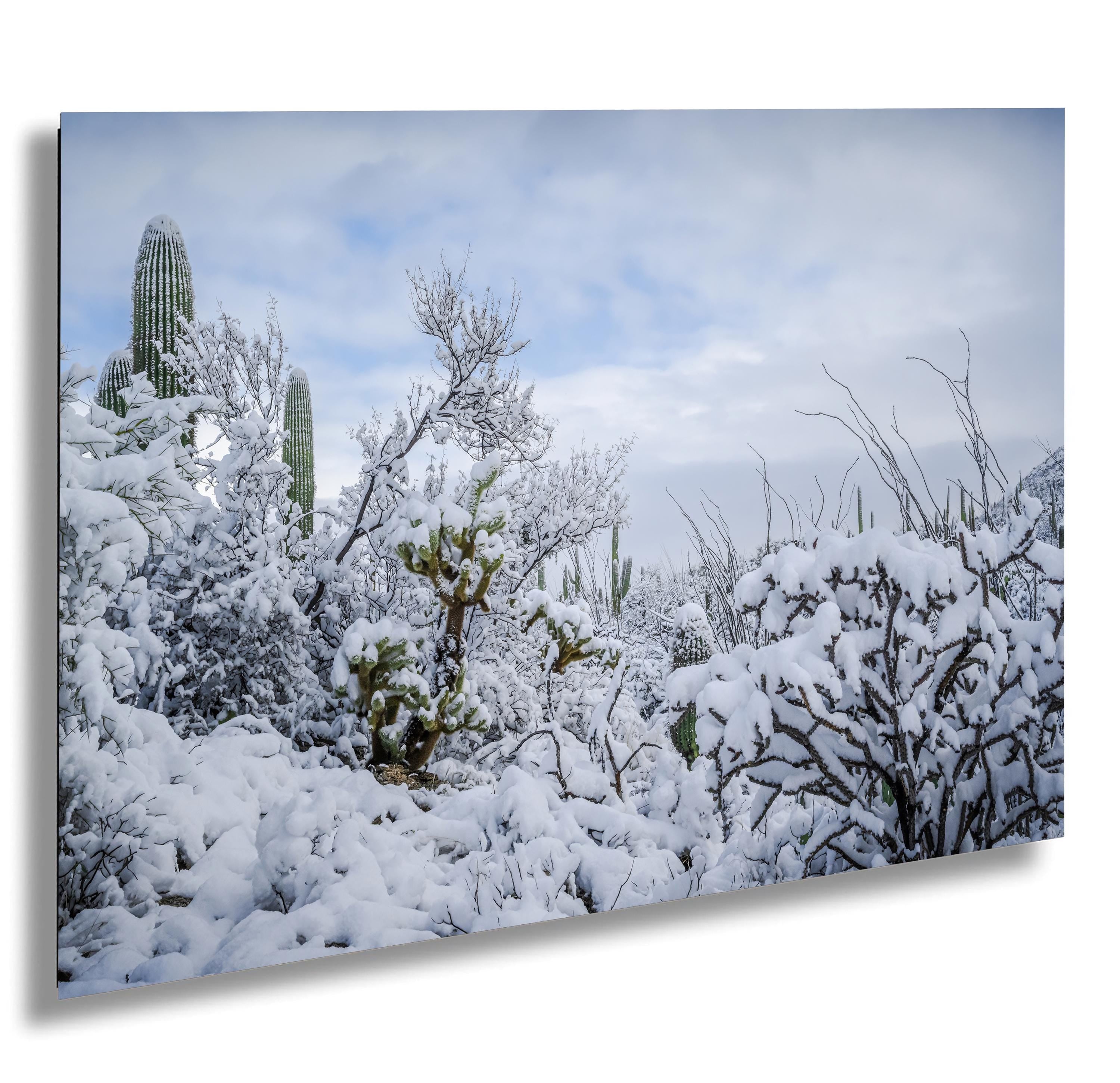 Snow-covered desert landscape with saguaros and cholla cactus in Saguaro National Park Arizona