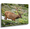 Rocky Mountain National Park Bull Elk in Alpine Wildflowers, Wildlife Wall Art Photography Print, Colorado Mountain Metal Canvas Decor