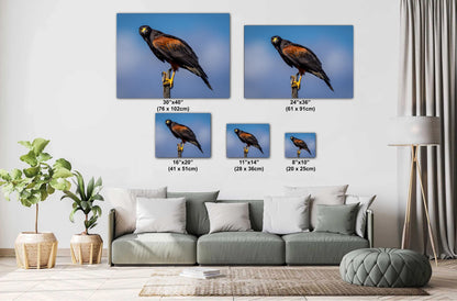 Canvas prints of a Harris’s hawk  on a wall above a sofa with size indicators.