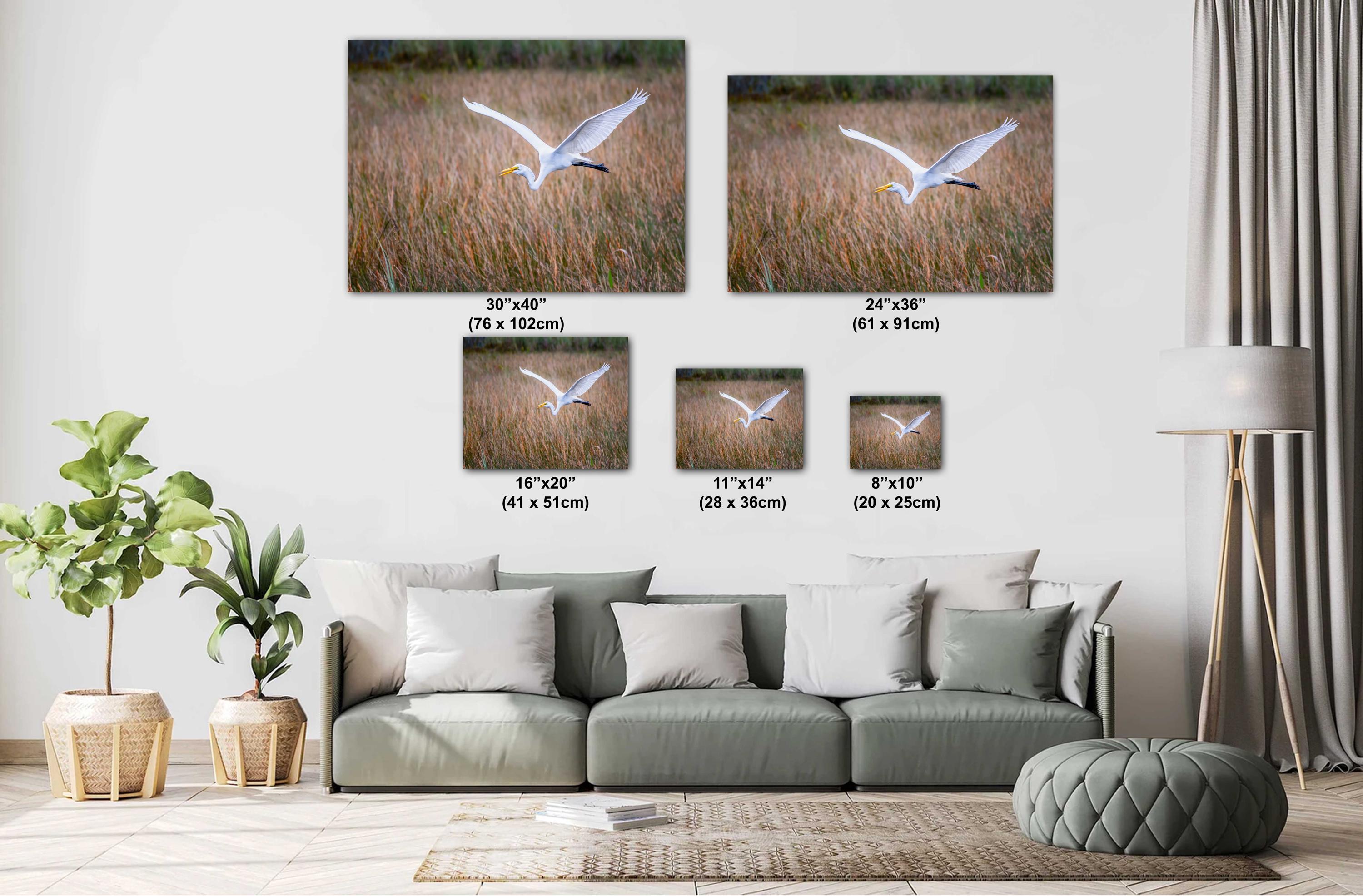 Everglades Egret In Flight: Great White Egret Everglades National Park Florida Print Wall Art Photography Aluminum/Acrylic/Metal/Canvas
