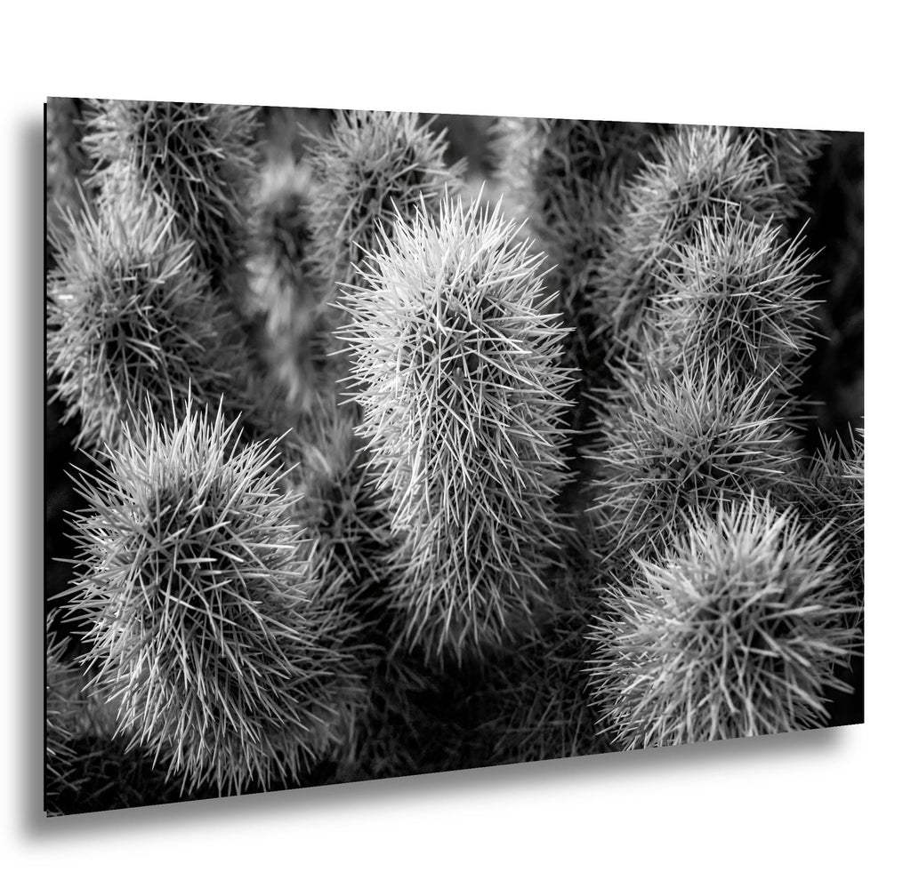 Cholla Cactus Spines Black and White - Saguaro National Park East Tucson Photography Print
