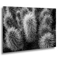 Cholla Cactus Spines Black and White - Saguaro National Park East Tucson Photography Print