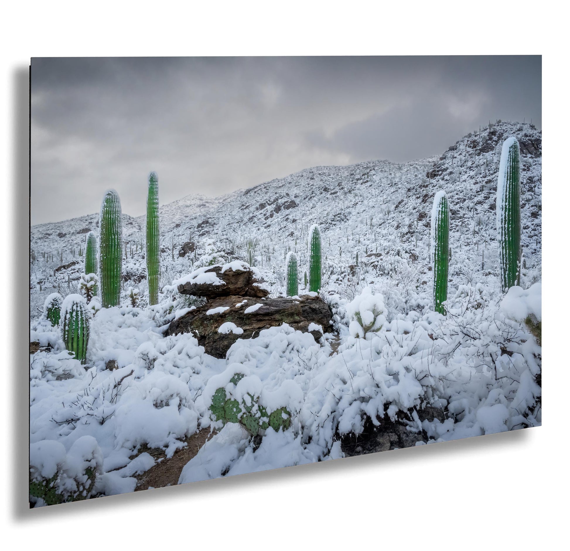 Snow-covered saguaro cacti in Arizona's desert, showcasing a rare winter scene with mountains in the background.