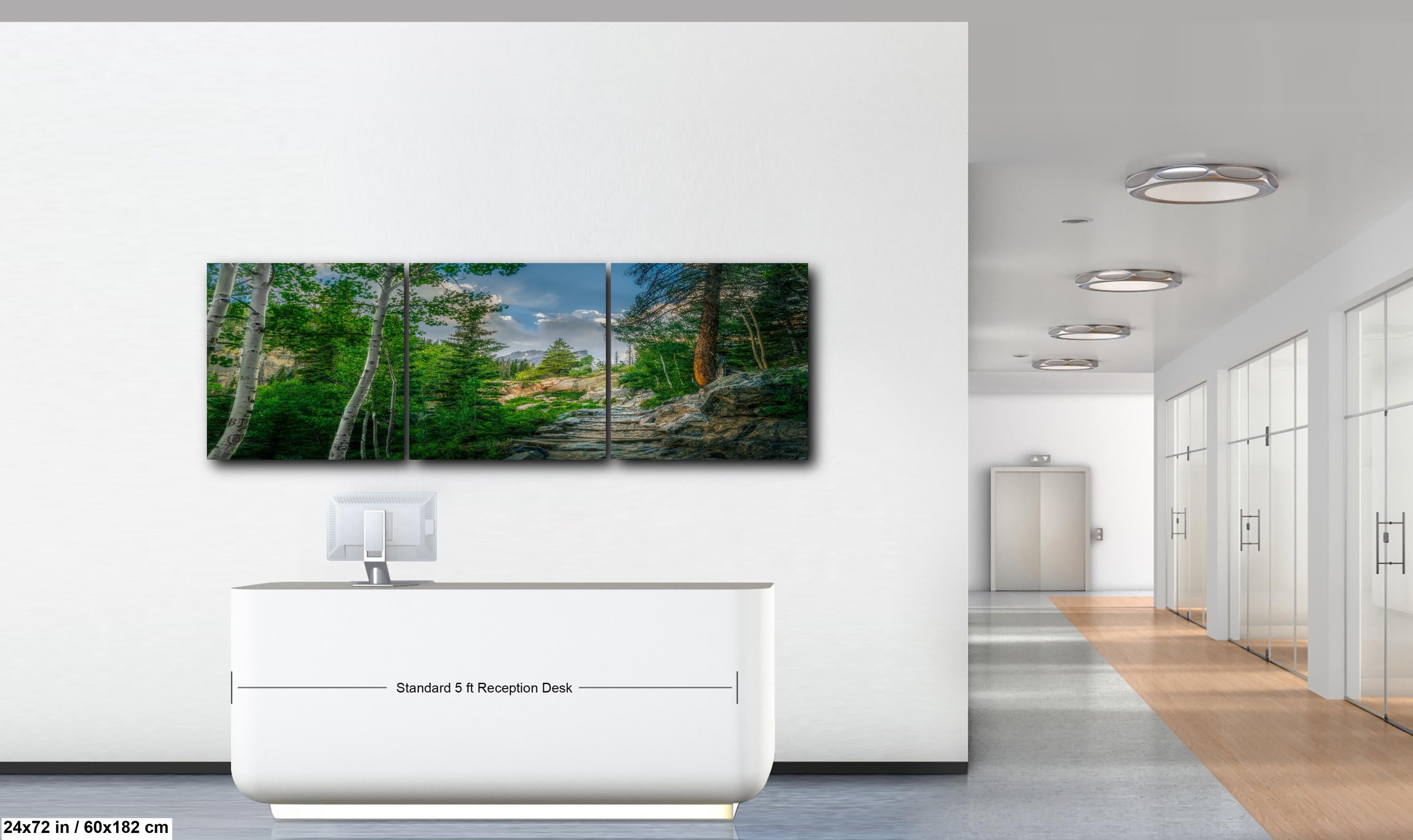Rocky Mountain National Park Colorado Mountain Forest Trail Aspens Photography Print