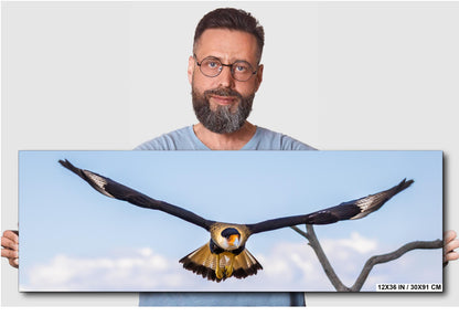 Crested Caracara in Flight: Arizona Desert Wildlife Photography Print