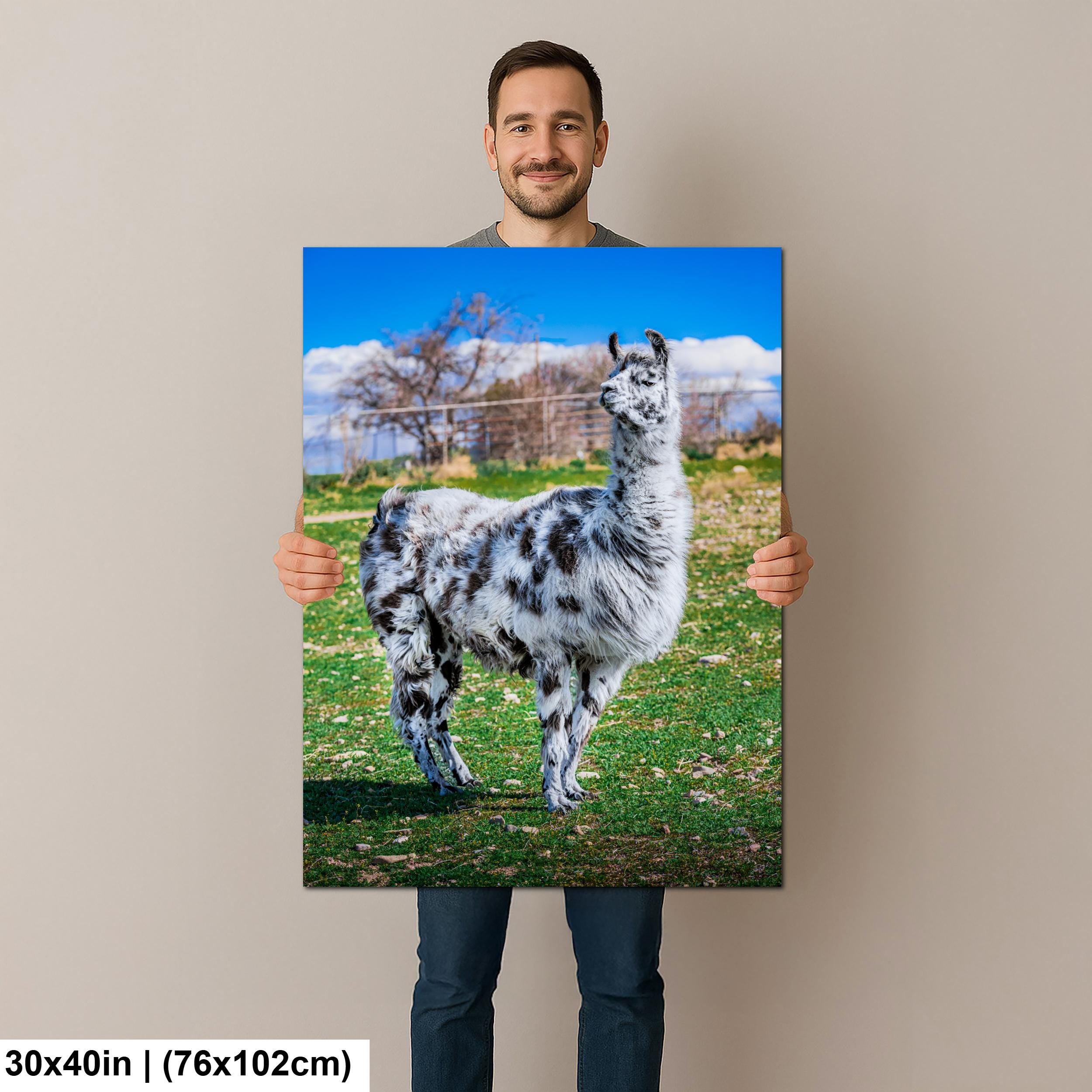 Spotted Llama in Pasture, Tucson Arizona, Photography Print Wall Art