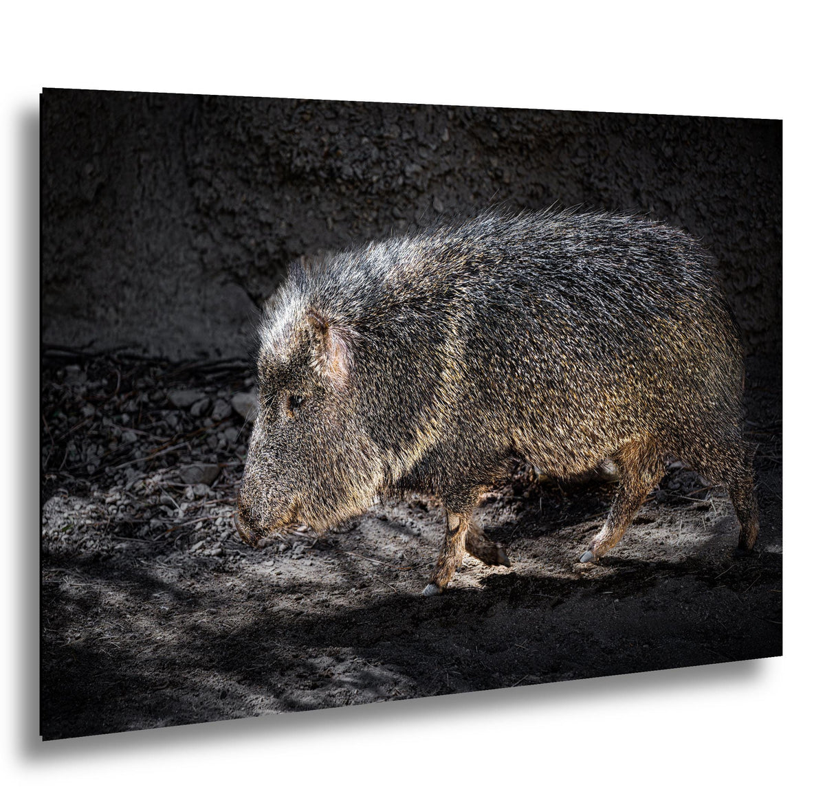 Javelina: Collared Peccary Desert Animal Close Up Photo Wall Art Home Decor