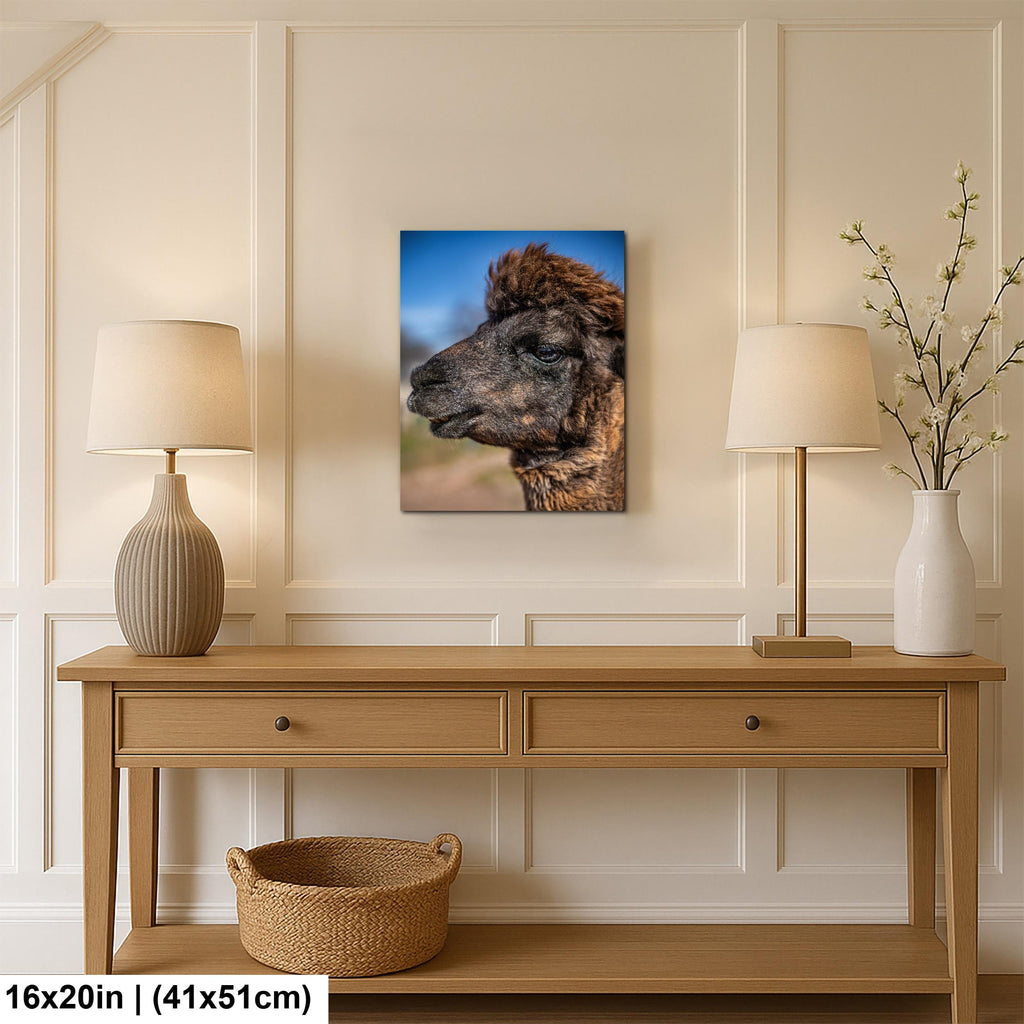 Brown Alpaca Portrait, Tucson Arizona, Photography Print Wall Art