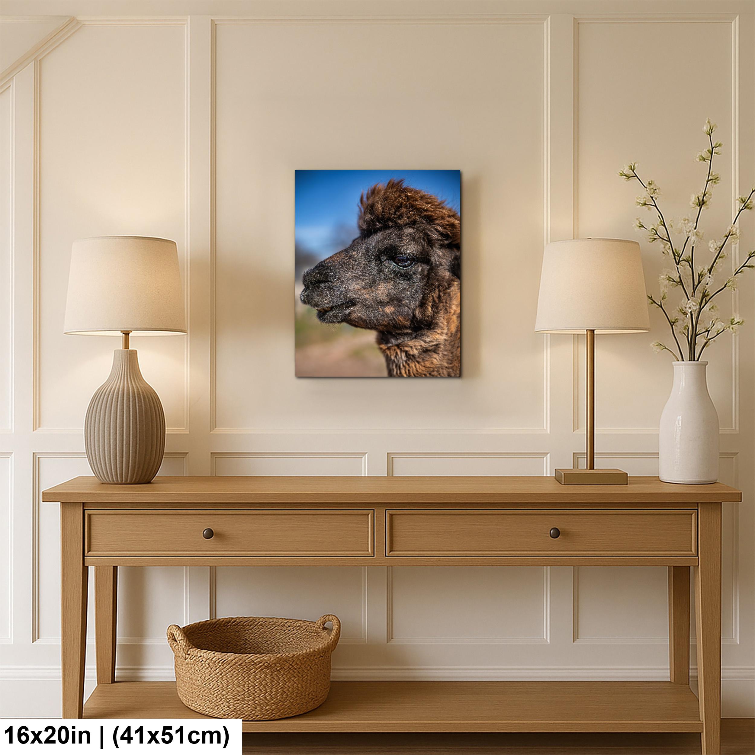 Brown Alpaca Portrait, Tucson Arizona, Photography Print Wall Art
