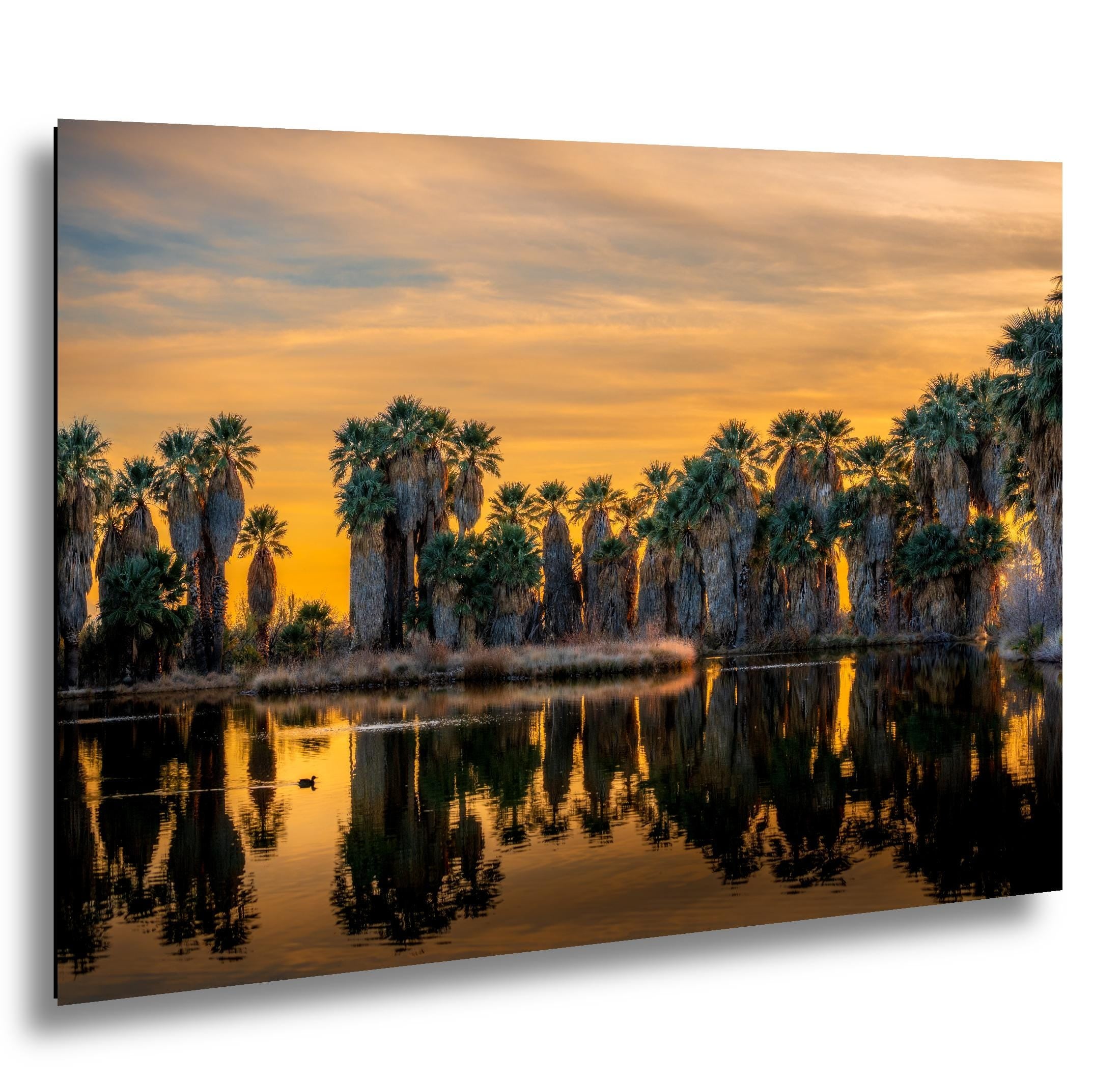 Agua Caliente Desert Palm Oasis Sunset Tucson Arizona Photography Print