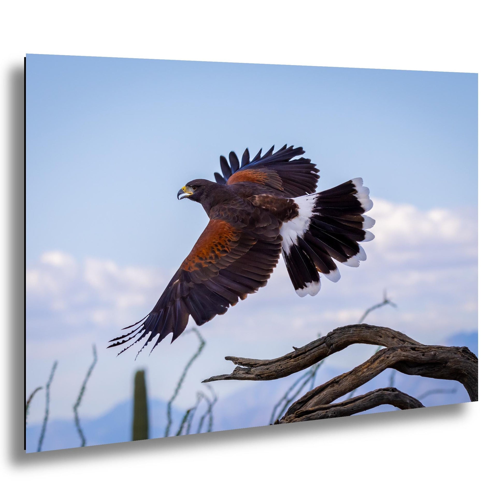 Harris’s hawk lifting from the desert branch, wings spread, white tail bands, blue Arizona sky.