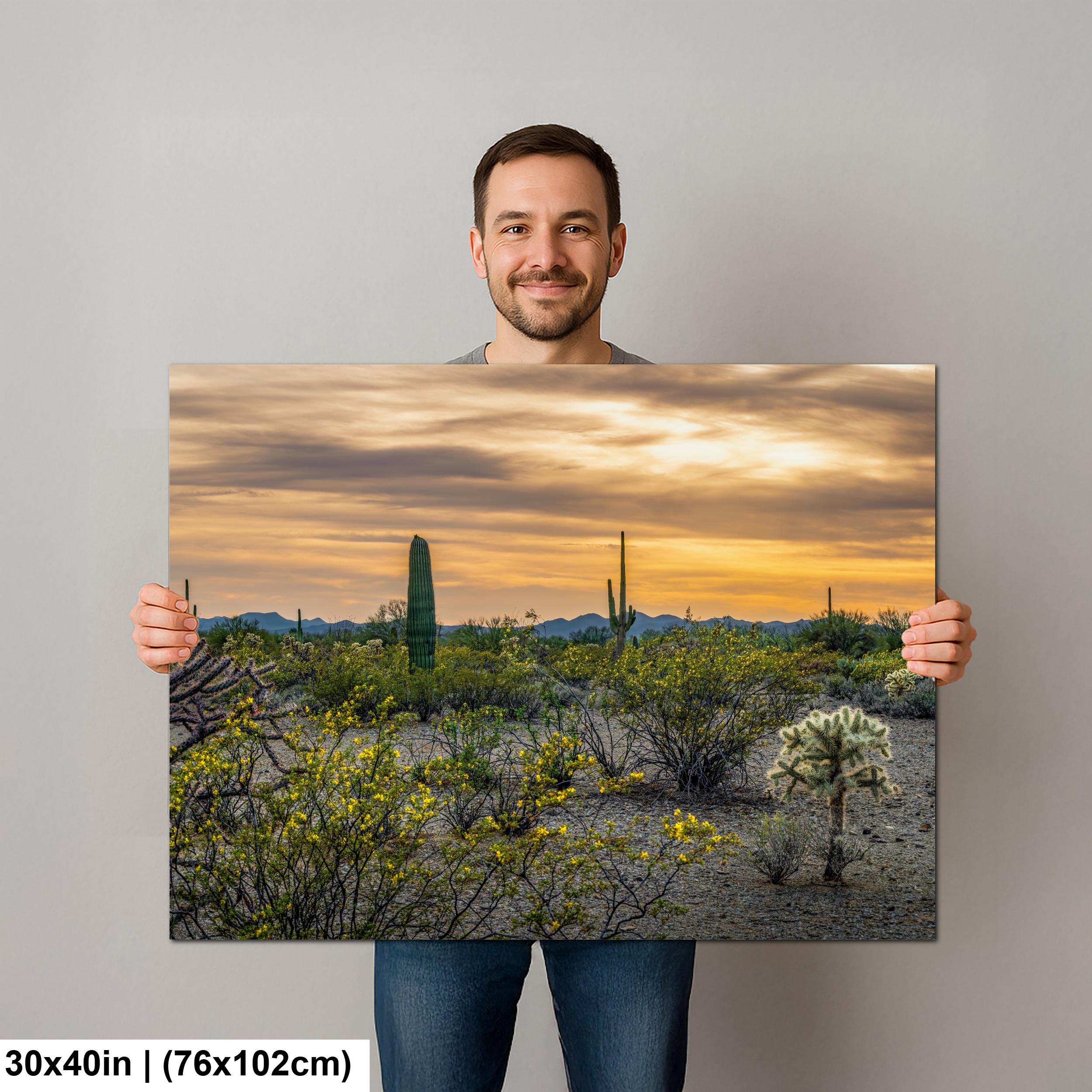 Spring Wildflowers and Saguaros at Dusk Tucson Arizona Photography Print