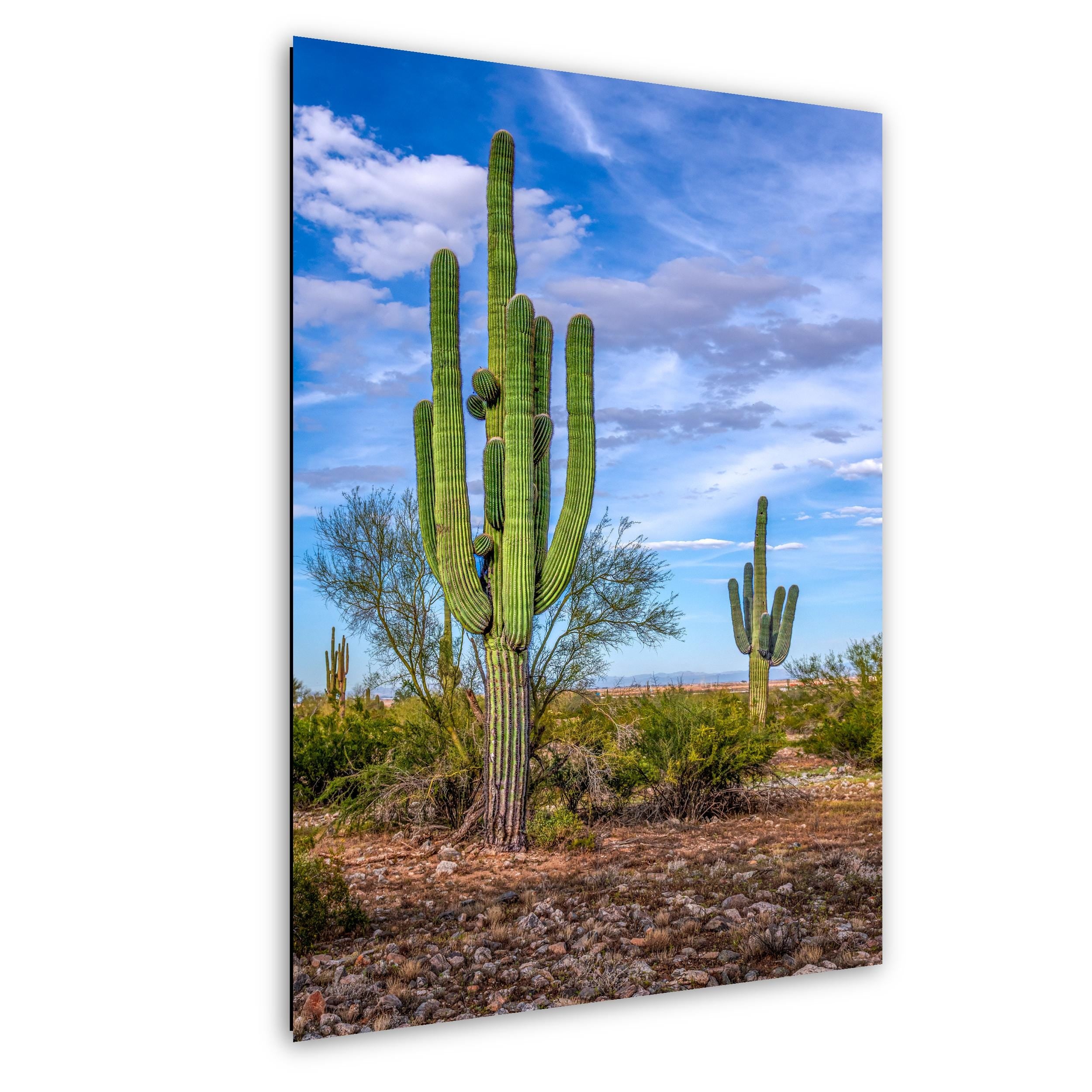 Tall Saguaros in the Sonoran Desert, Casa Grande Arizona, Photography Wall Art