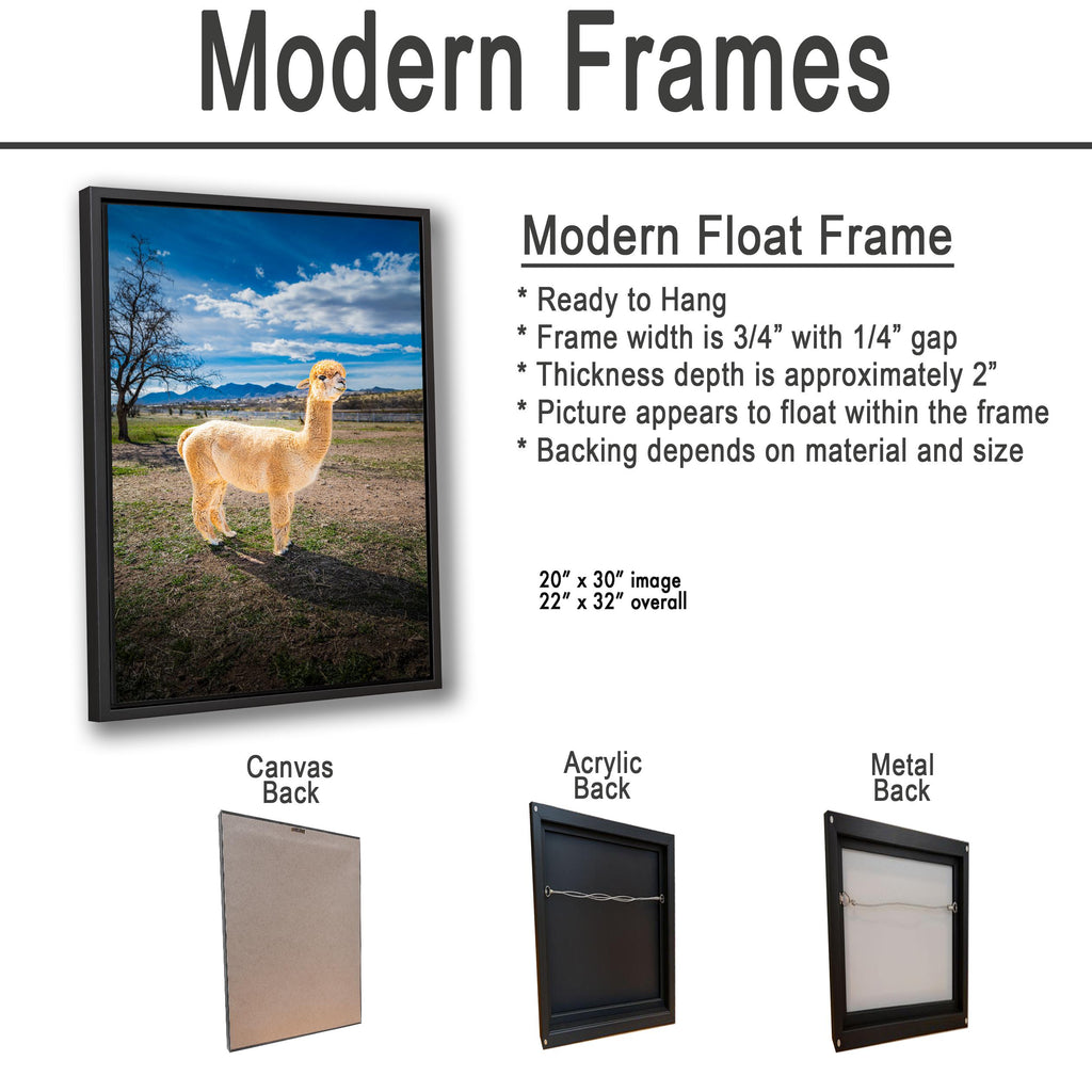 Alpaca Portrait in Mountain Pasture - Benson Arizona Photography Print