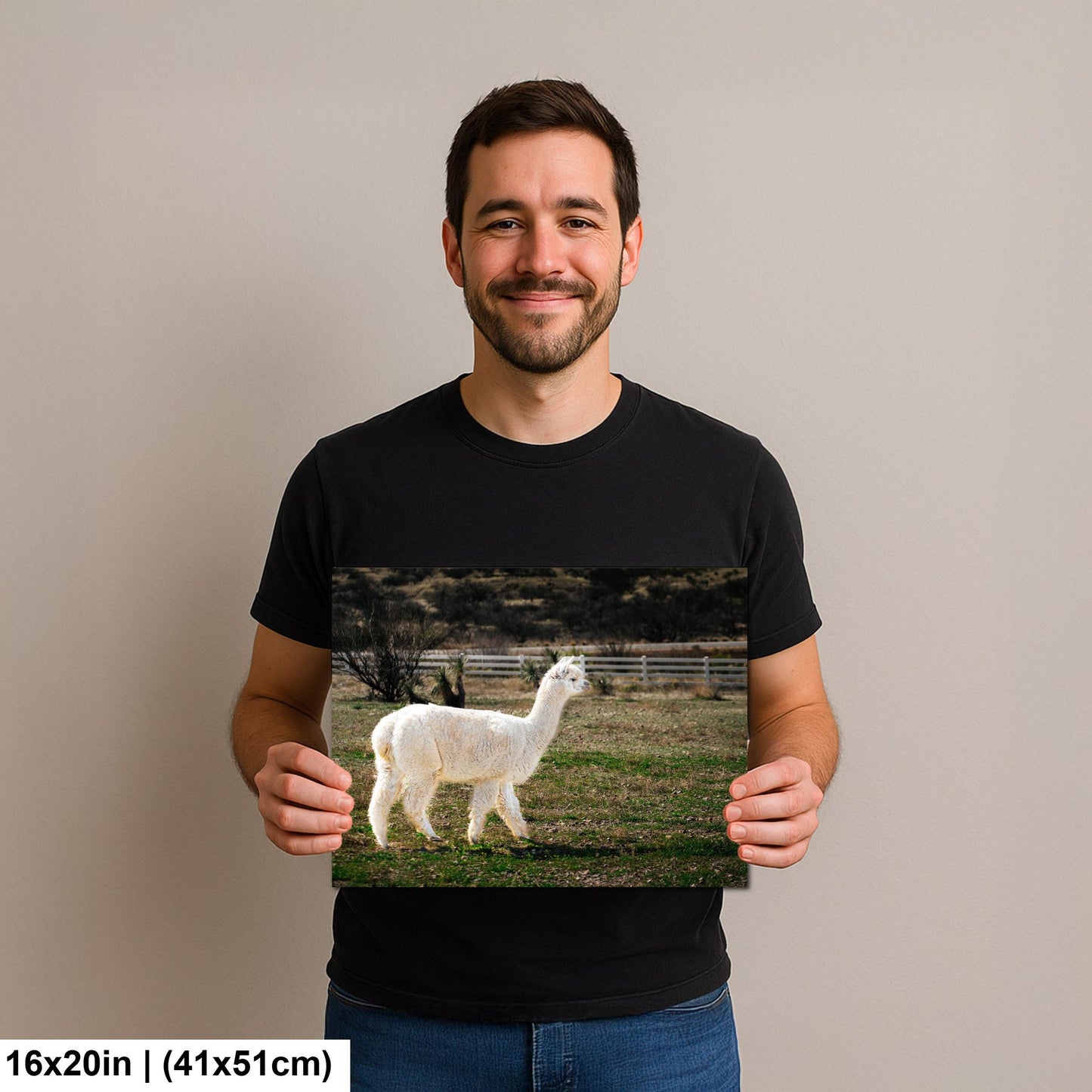 White Alpaca Walking in Pasture - South American Camelid Photography Print