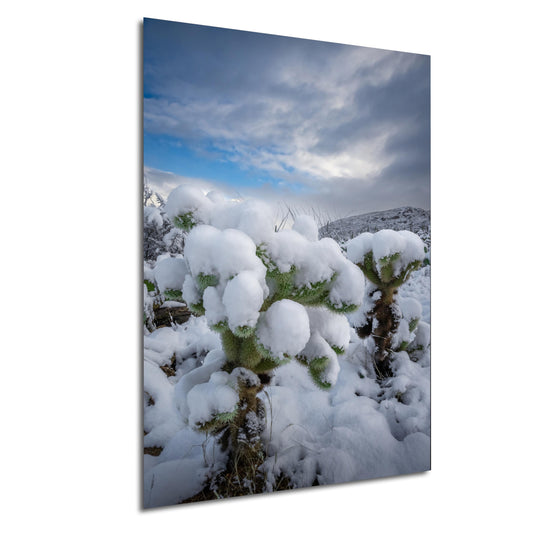 Saguaro Cactus Wall Art - Snow Cactus Print | Desert Landscape Art Canvas Decor