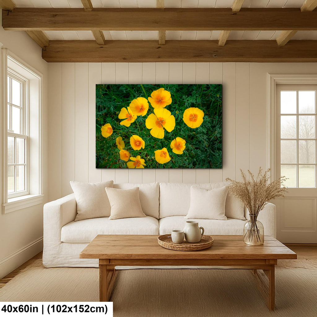 California Poppy Flowers in Bloom - Sonoran Desert Arizona - Tucson Catalina State Park Photography Print