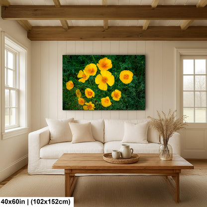 California Poppy Flowers in Bloom - Sonoran Desert Arizona - Tucson Catalina State Park Photography Print
