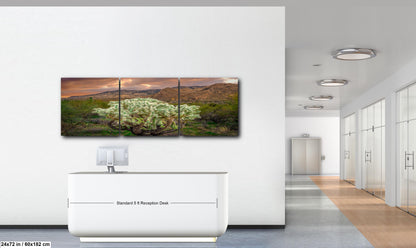 Cholla Cactus at Sunset - Catalina State Park Tucson Arizona Photography Print