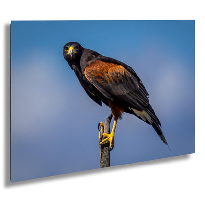 Harris’s hawk on desert branch with saguaro and distant mountains, Sonoran Desert, Arizona