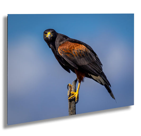 Harris's Hawk Photography Print: Arizona Desert Wildlife Art