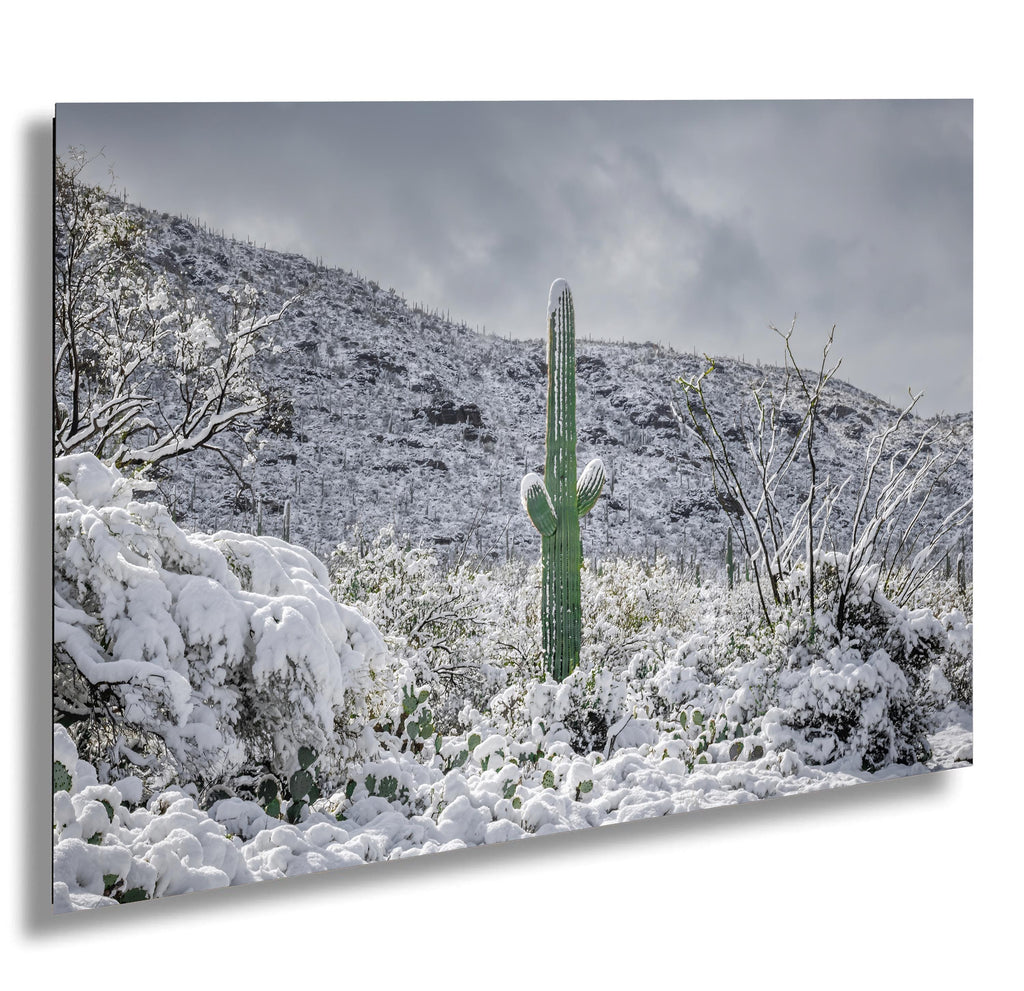 Snow-covered saguaro cactus standing tall in Saguaro National Park Arizona after a rare winter storm