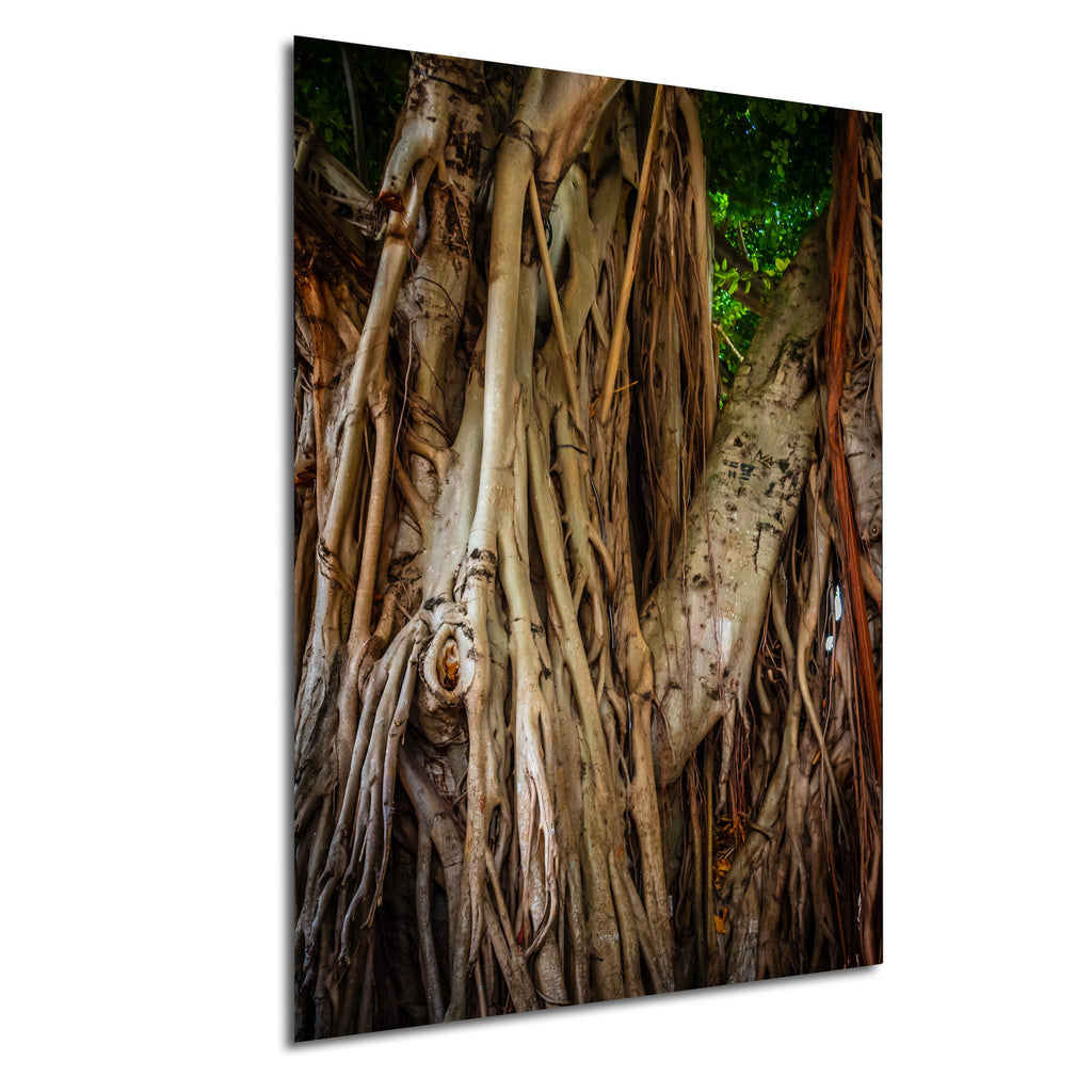 Miami Banyan Tree Closeup: A Tree Full of Life Bayside Florida Print Wall Art Nature Photography Aluminum/Acrylic/Metal/Canvas Home Decor
