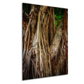 Miami Banyan Tree Closeup: A Tree Full of Life Bayside Florida Print Wall Art Nature Photography Aluminum/Acrylic/Metal/Canvas Home Decor