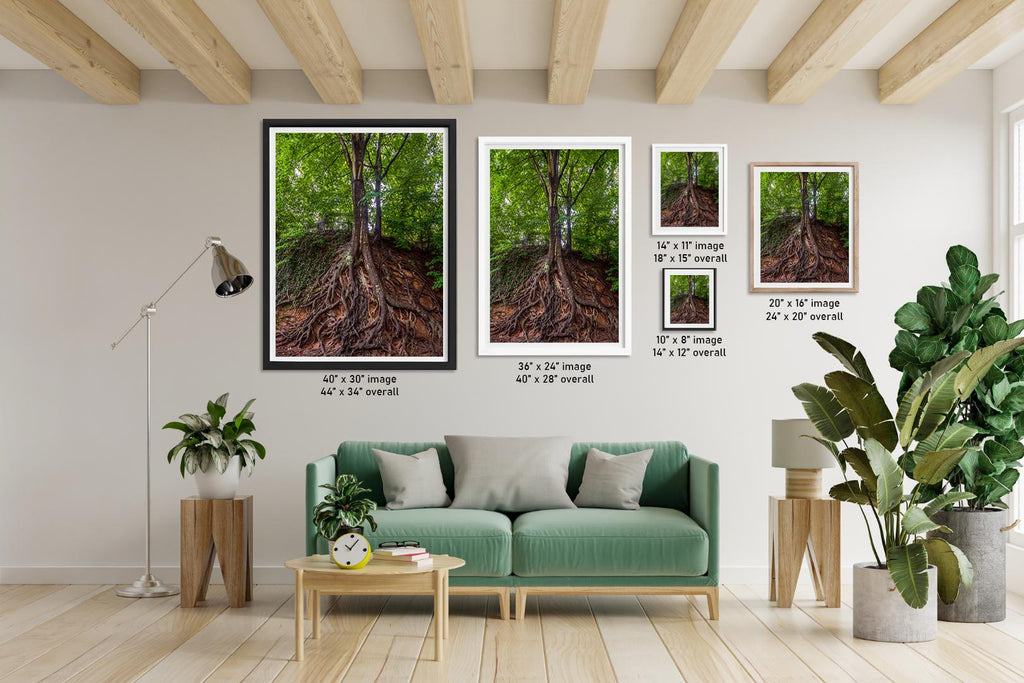 Rooted Giant: Medusa Tree Falls Park Greenville SC Nature Photo Wall Art