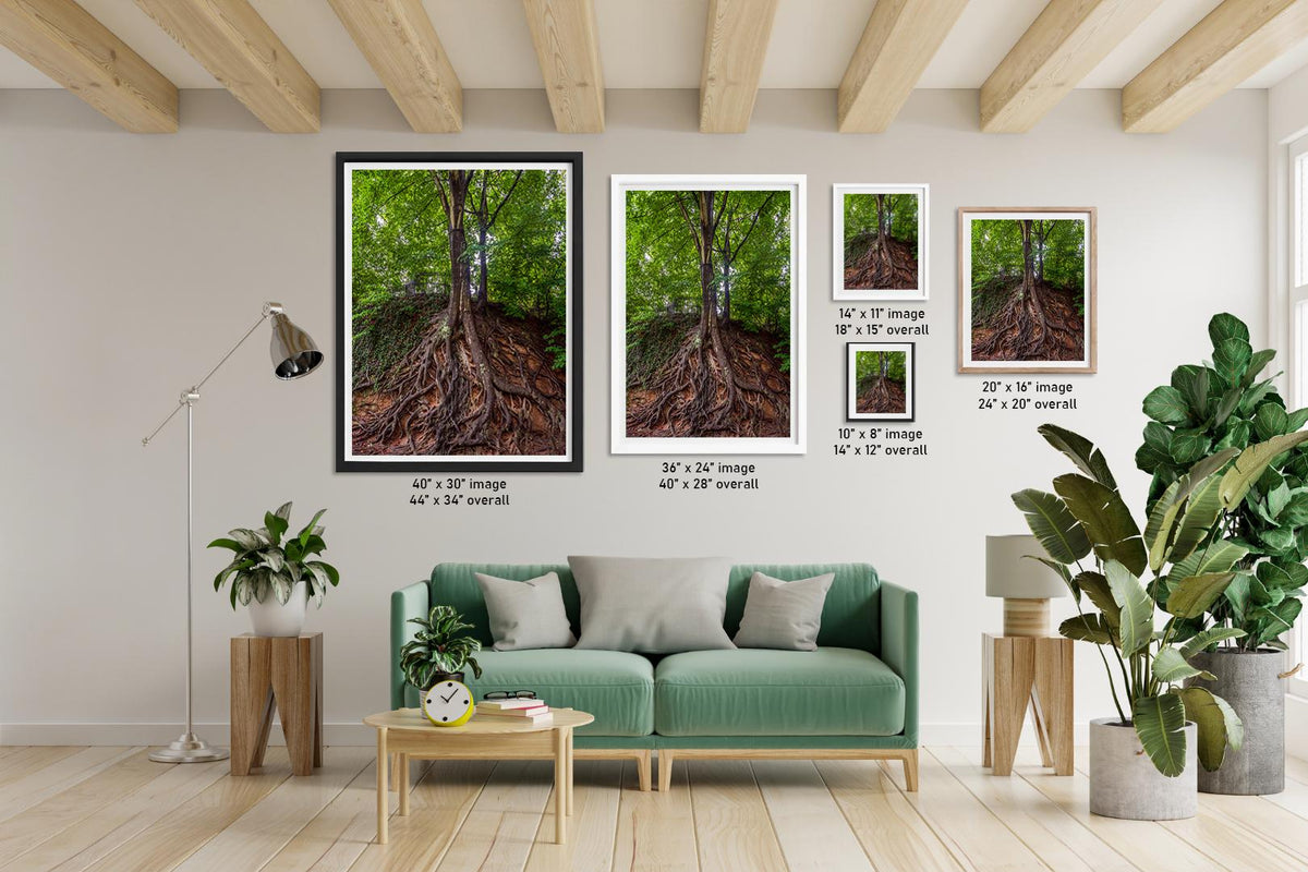 Rooted Giant: Medusa Tree Falls Park Greenville SC Nature Photo Wall Art