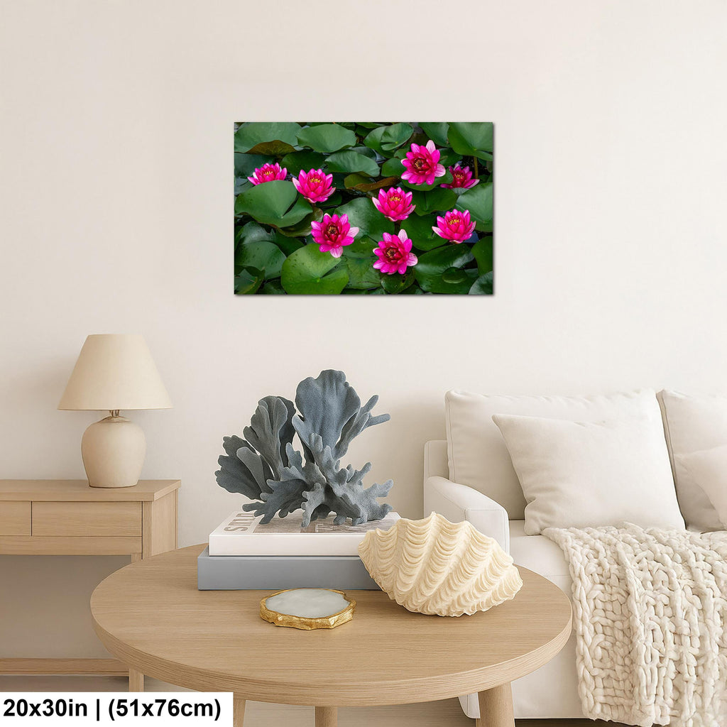 Magenta Blooms: Nymphaea Water Lilies Botanical Photography Wall Art