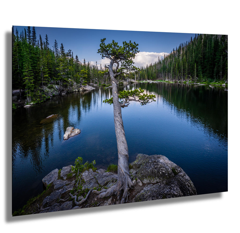 Dream Lake Twisted Tree Print: Rocky Mountain National Park Photography