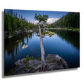 Dream Lake Twisted Tree Print: Rocky Mountain National Park Photography