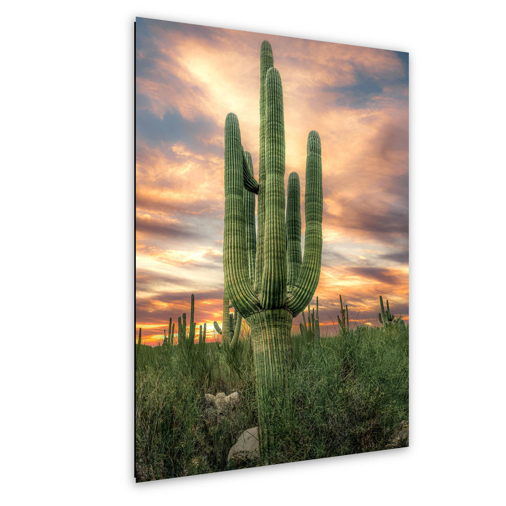 Towering Multi-Arm Saguaro at Sunset - Catalina State Park Tucson Arizona Sonoran Desert Photography Print