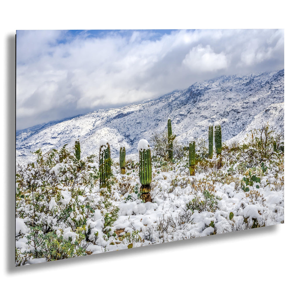 Saguaro National Park Winter Snow Cactus Print: Arizona Desert Wall Art
