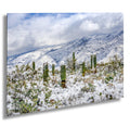 Saguaro National Park Winter Snow Cactus Print: Arizona Desert Wall Art
