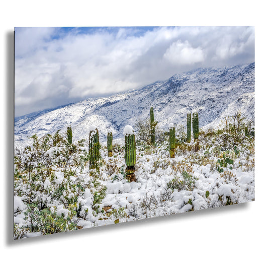 Saguaro Desert Wall Art - Winter Cactus Art Print | Snowy Desert Landscape Decor
