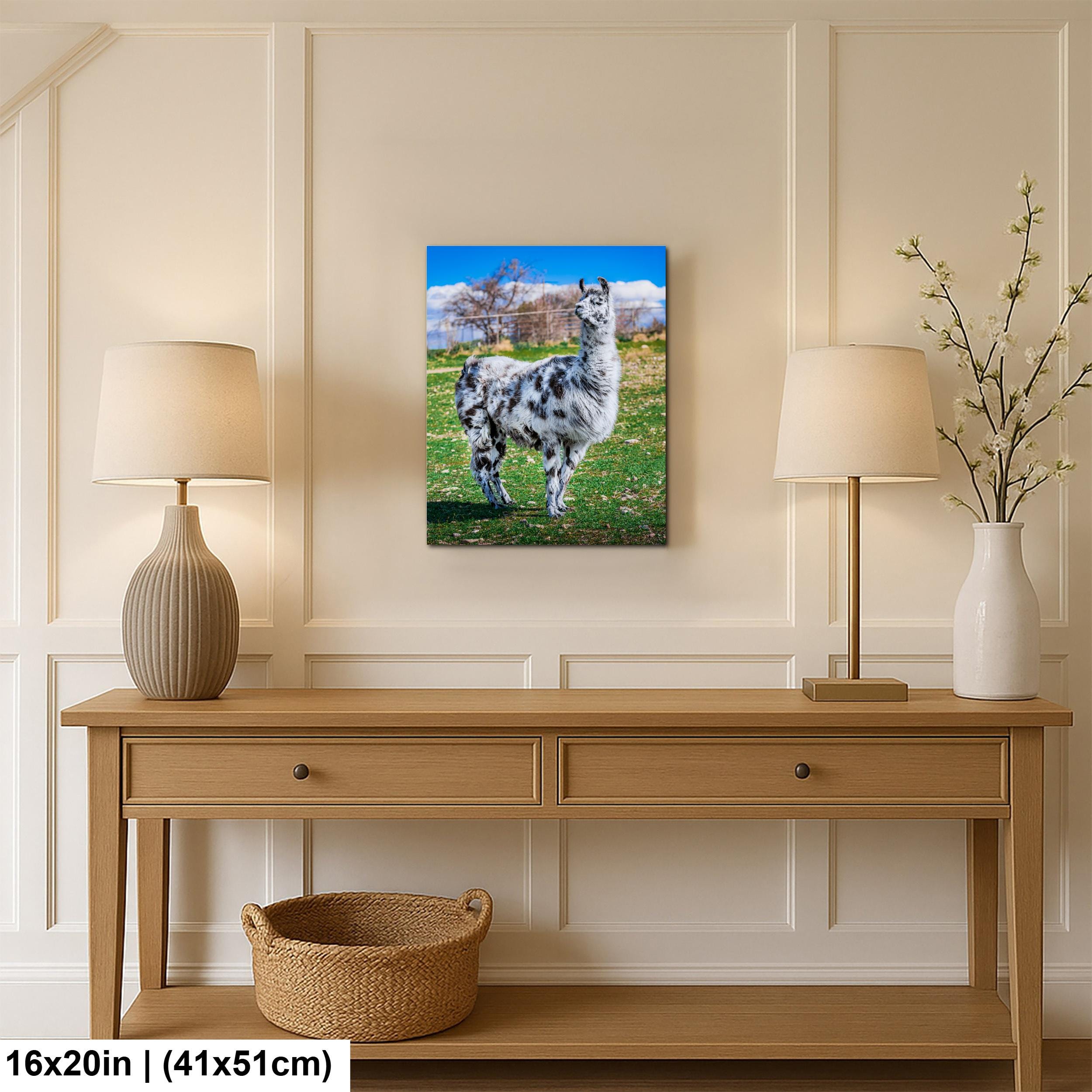 Spotted Llama in Pasture, Tucson Arizona, Photography Print Wall Art