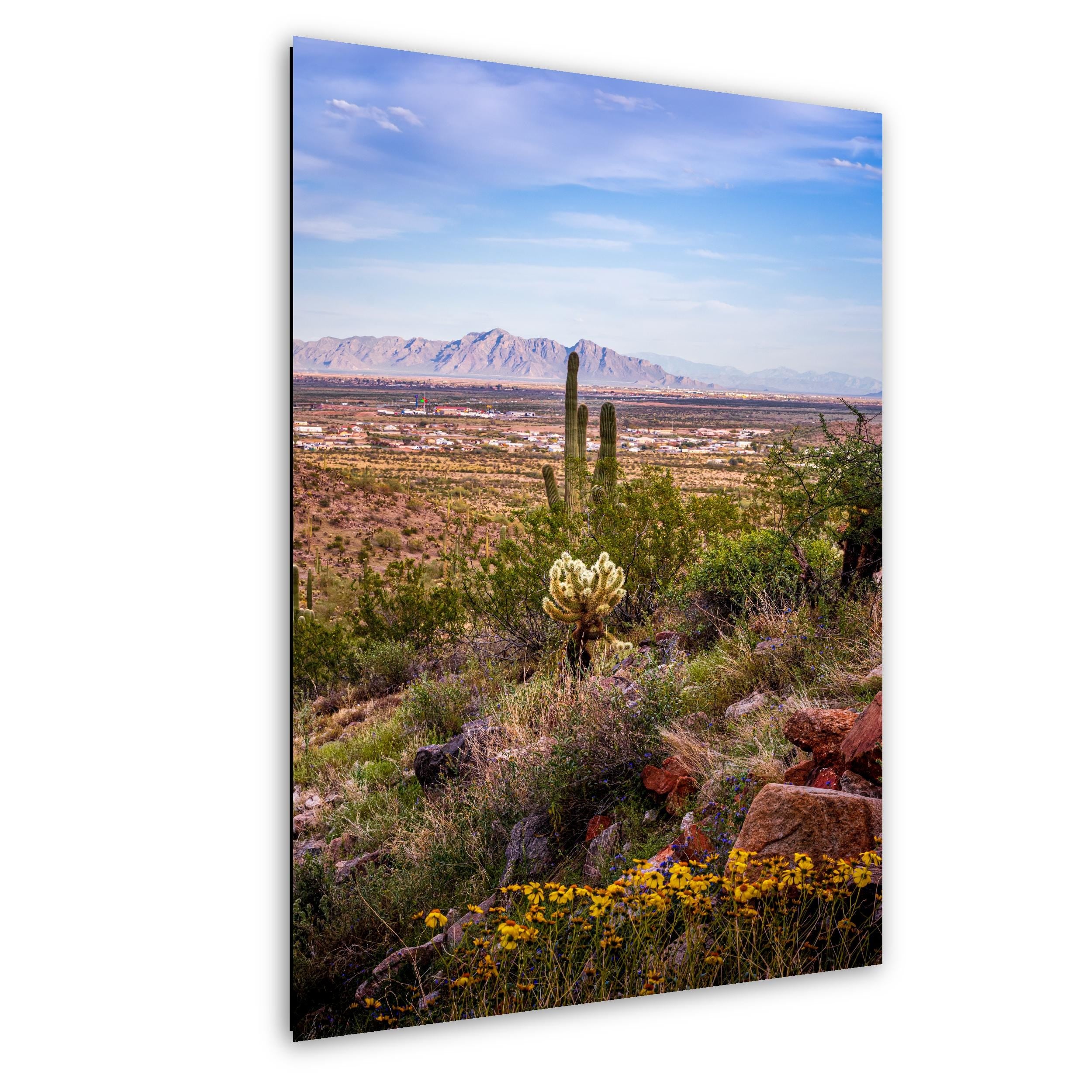 Mountain View Hike with Saguaros and Wildflowers, Casa Grande Arizona Desert Wall Art