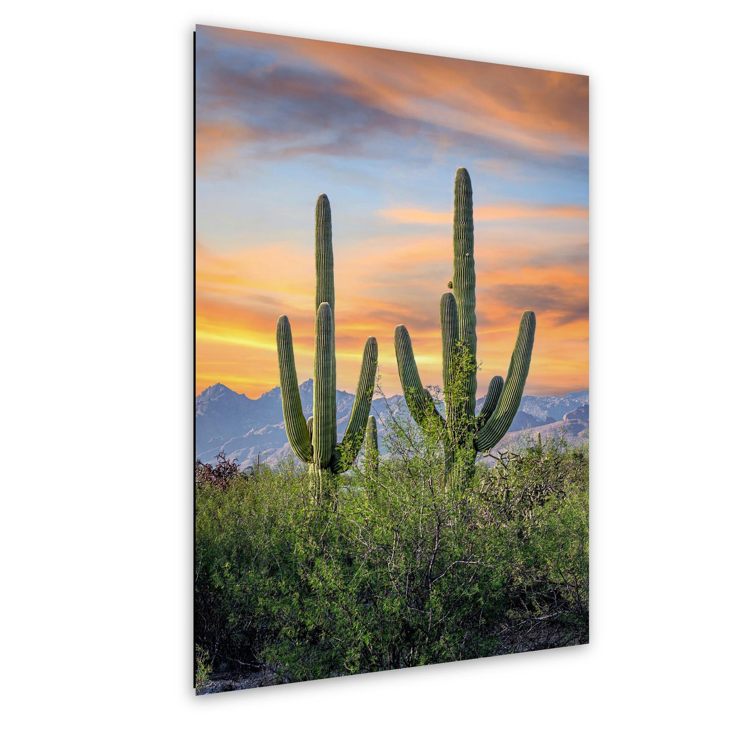 Desert Sunset with Giant Saguaros Photography Print, Tucson Arizona Wall Art, Southwest Landscape Decor